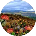 Denise Allerton, South African expat client at WBForex